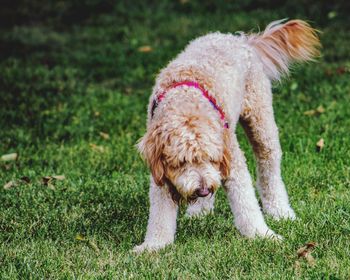 Dog in a field