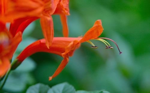 Close-up of orange day lily blooming outdoors