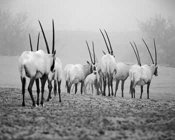 Horses in a field