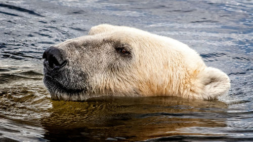Close-up of bear in sea