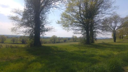 Trees on field against sky