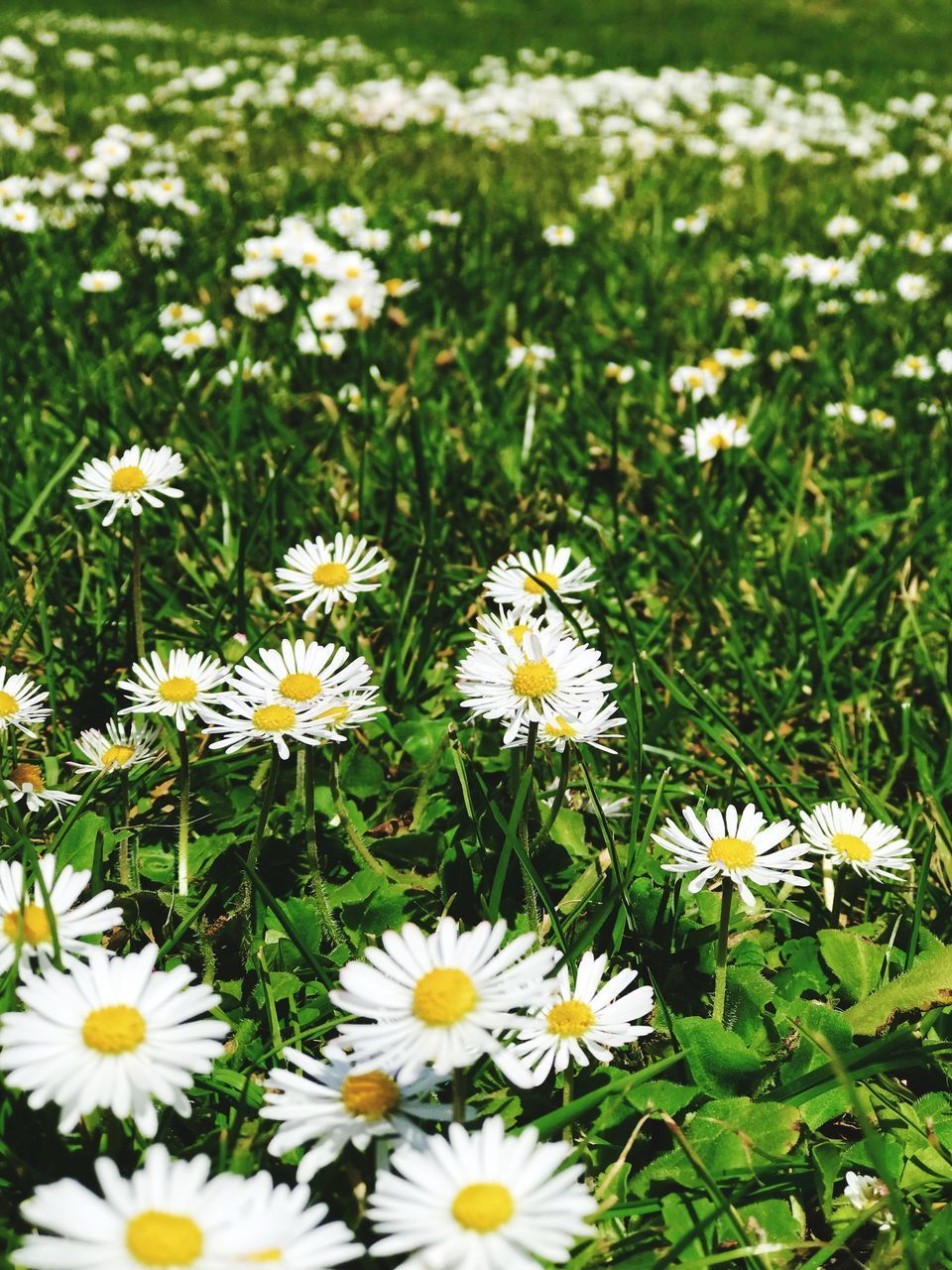 HIGH ANGLE VIEW OF WHITE DAISY FLOWERS