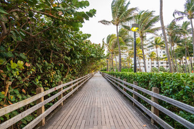 Footpath amidst trees and plants