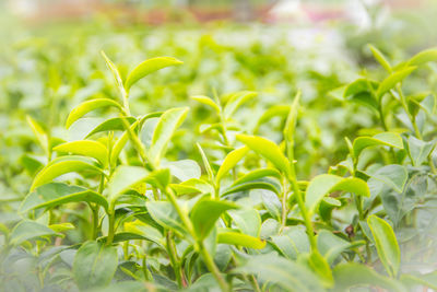 Close-up of fresh green leaves on field