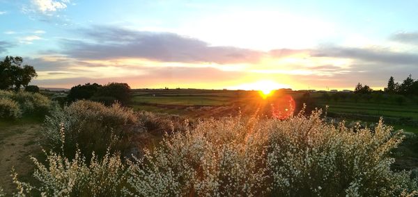 Scenic view of agricultural field against sky during sunset