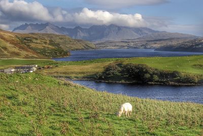 Dog by lake against sky