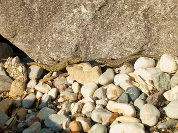 Close-up of crab on pebbles at beach