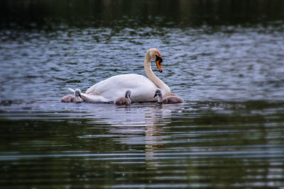 Swan swimming in lake with cygnets 