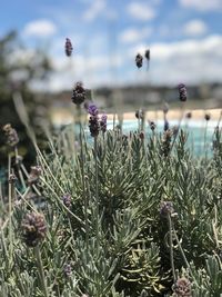 Close-up of purple flowering plants on field