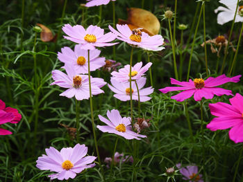 Close-up of purple flowering plants on field