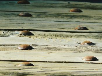 Close-up of wooden plank