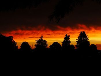 Silhouette of trees at sunset