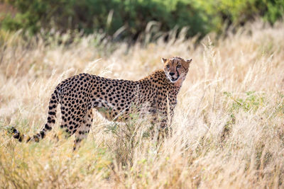 View of a cat on field