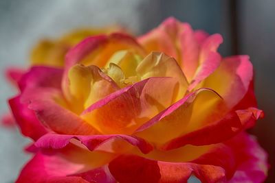 Close-up of pink rose