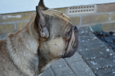 Close-up of dog looking away on sidewalk