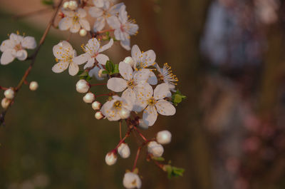 Close-up of white cherry blossom tree