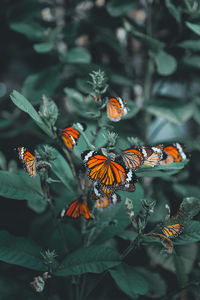 Close-up of butterfly pollinating on flower