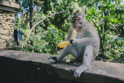 Monkey on stone wall