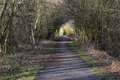 Dirt road in forest