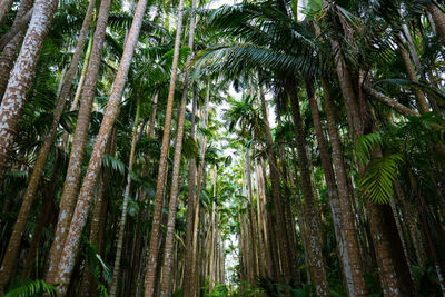 Low angle view of coconut palm trees in forest