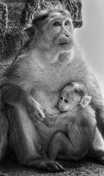 Close-up of monkey with infant sitting on rock