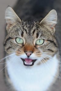 Close-up portrait of cat