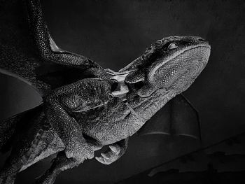 Close-up of snake