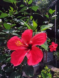 Close-up of red flower