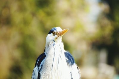 Close-up of bird looking up