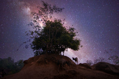 Trees on landscape against sky at night