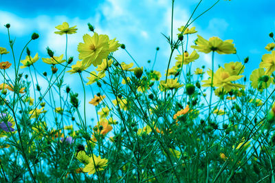 Close-up of yellow flowering plants on field against sky