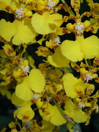 Close-up of yellow flowers