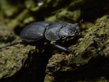 Bug on a rock