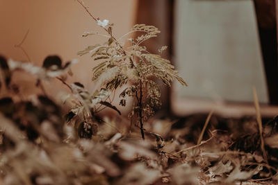 Close-up of dried plant on field