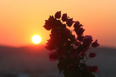 Close-up of plant against orange sky