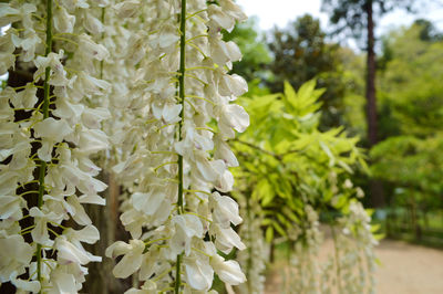 Close-up of white flowers blooming on tree