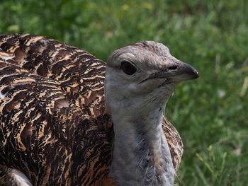 Close-up of bird