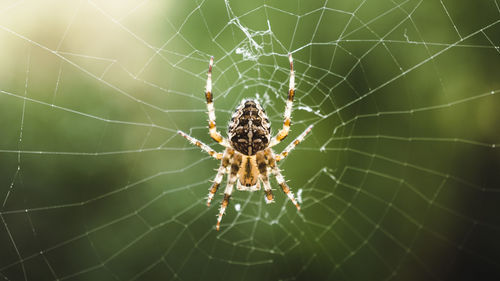Close-up of spider on web