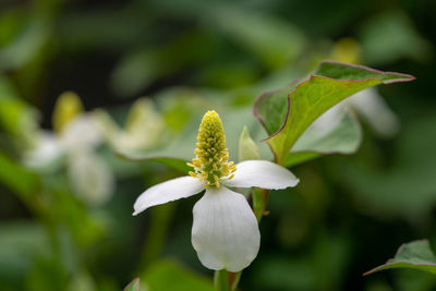 Close-up of white flowering plant