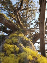 Low angle view of trees growing in forest