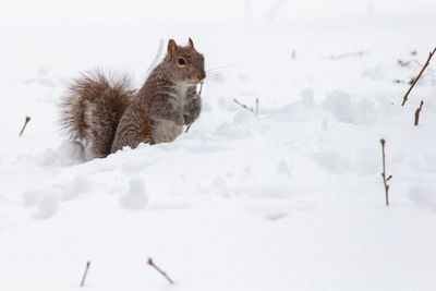 Squirrel on snow covered land