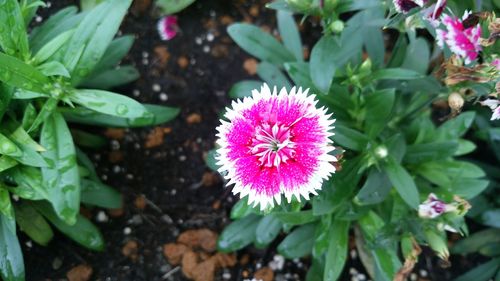 Close-up of flower blooming outdoors