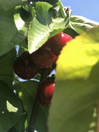 Close-up of strawberry growing on tree