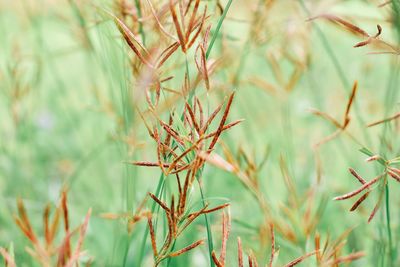 Close-up of lizard on grass