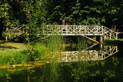 Bridge over lake in forest