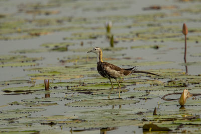 Bird perching on a lake