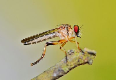 Close-up of robber fly insect on twig