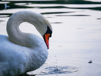 Close-up of swan swimming in lake