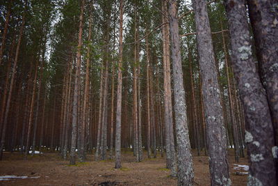 Panoramic view of trees in forest