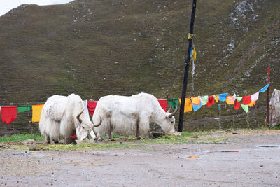 View of sheep on field